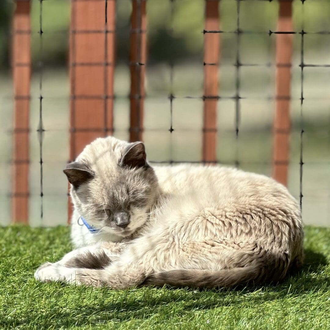 A cat laying on the grass in front of a fence.