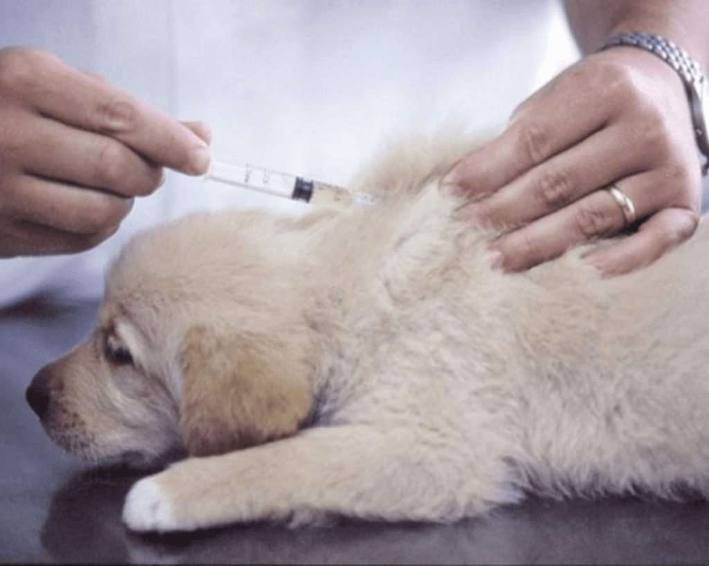 A dog being vaccinated by a vet.