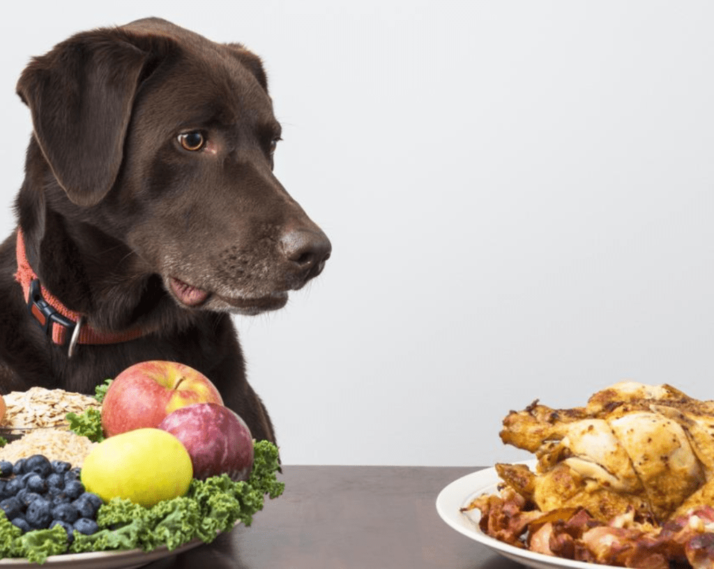A dog sitting in front of two plates with food.