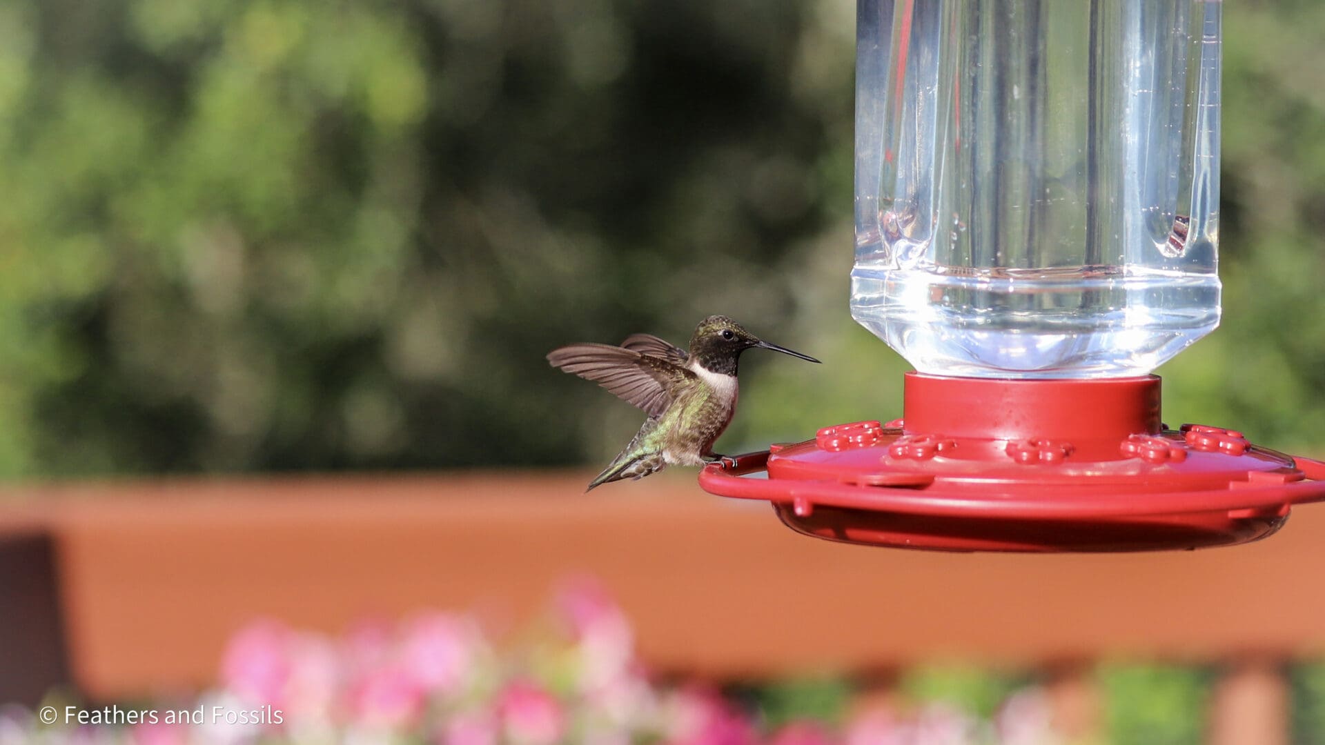 A hummingbird flying near a red bird feeder.