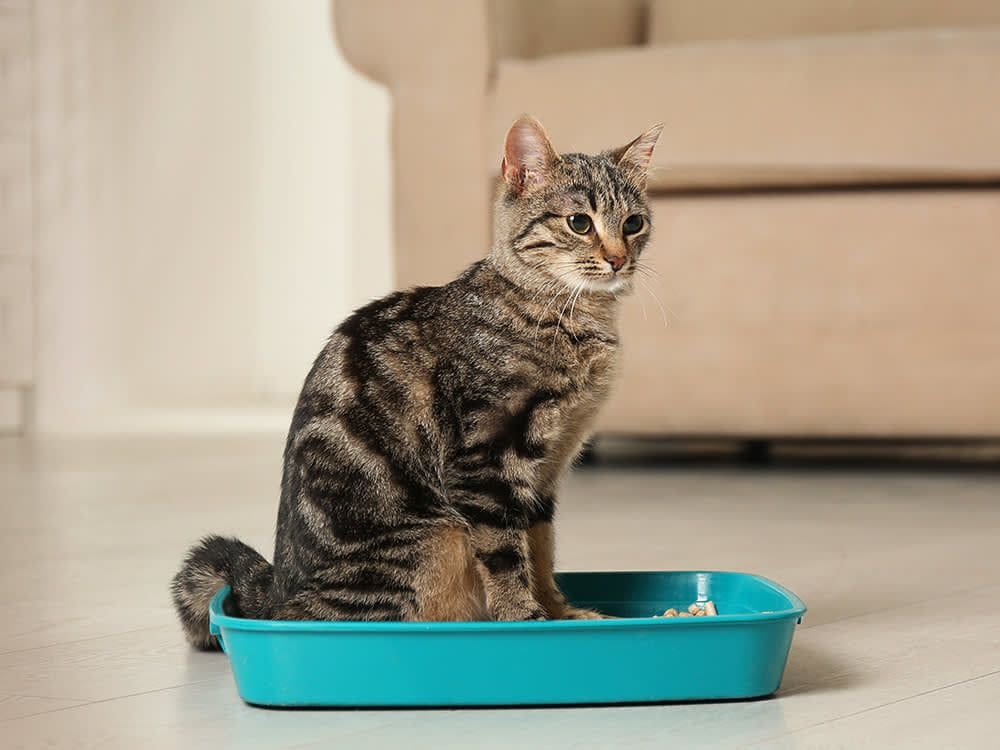 A cat sitting in the middle of an empty litter box.