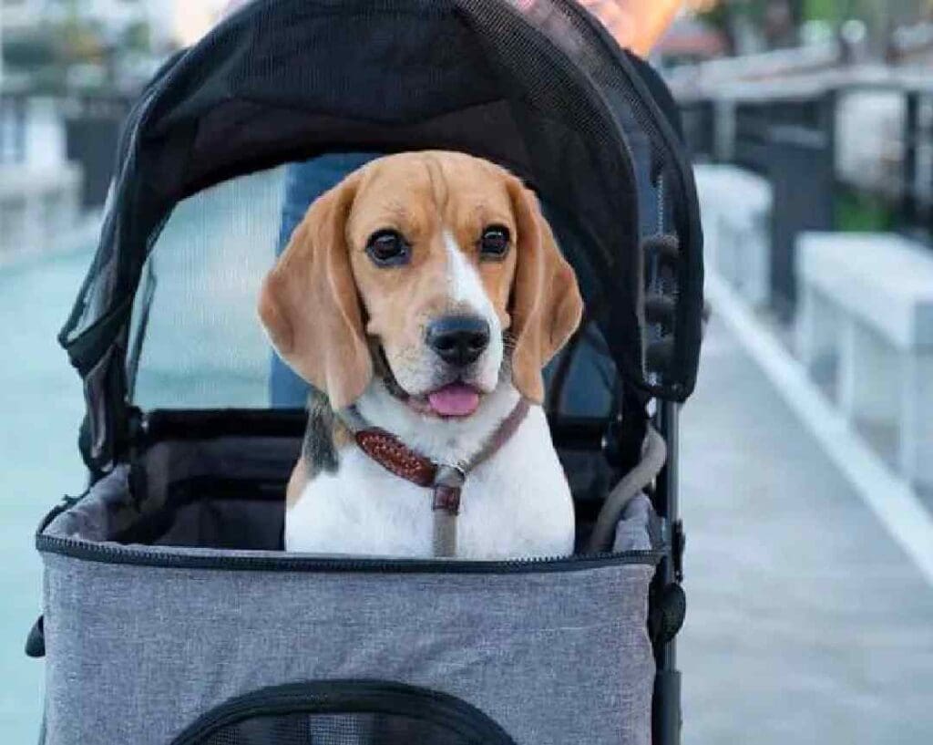 A dog in a stroller with its head out the window.