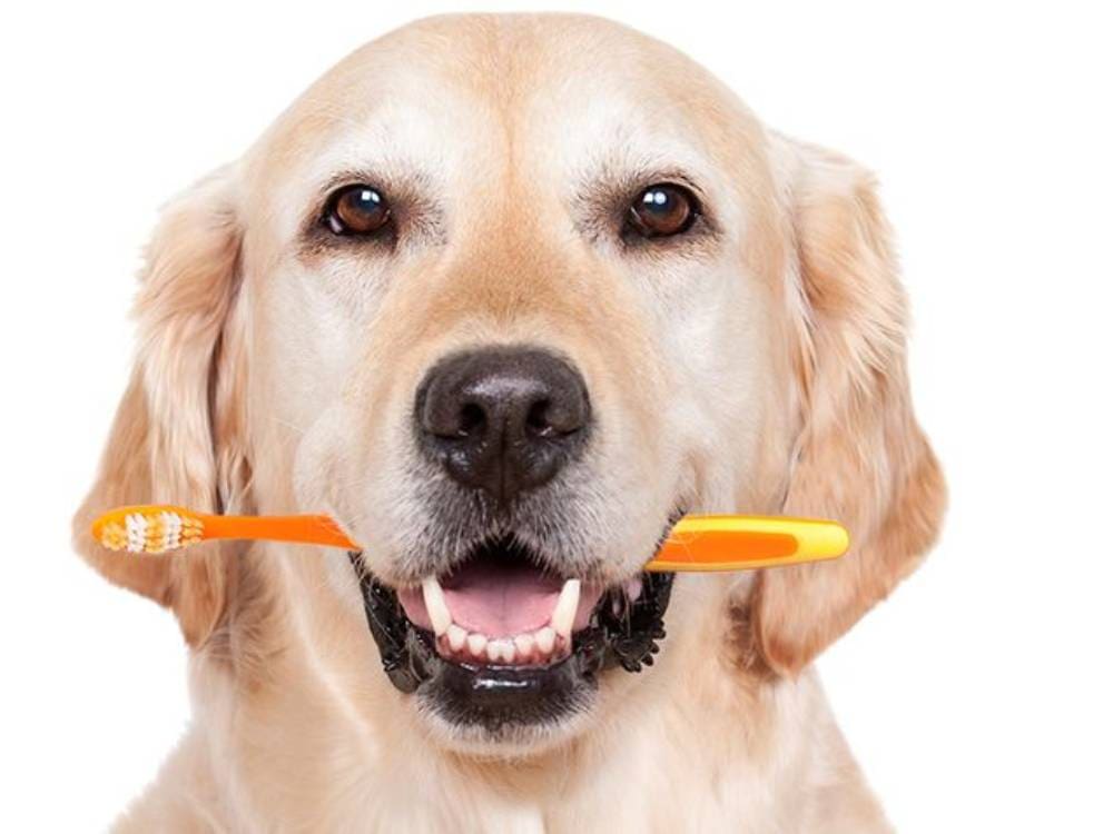 A dog with two toothbrushes in its mouth.
