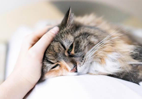 A person petting the face of a cat.
