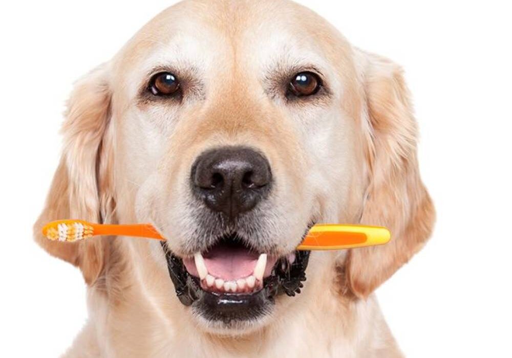 A dog with two toothbrushes in its mouth.