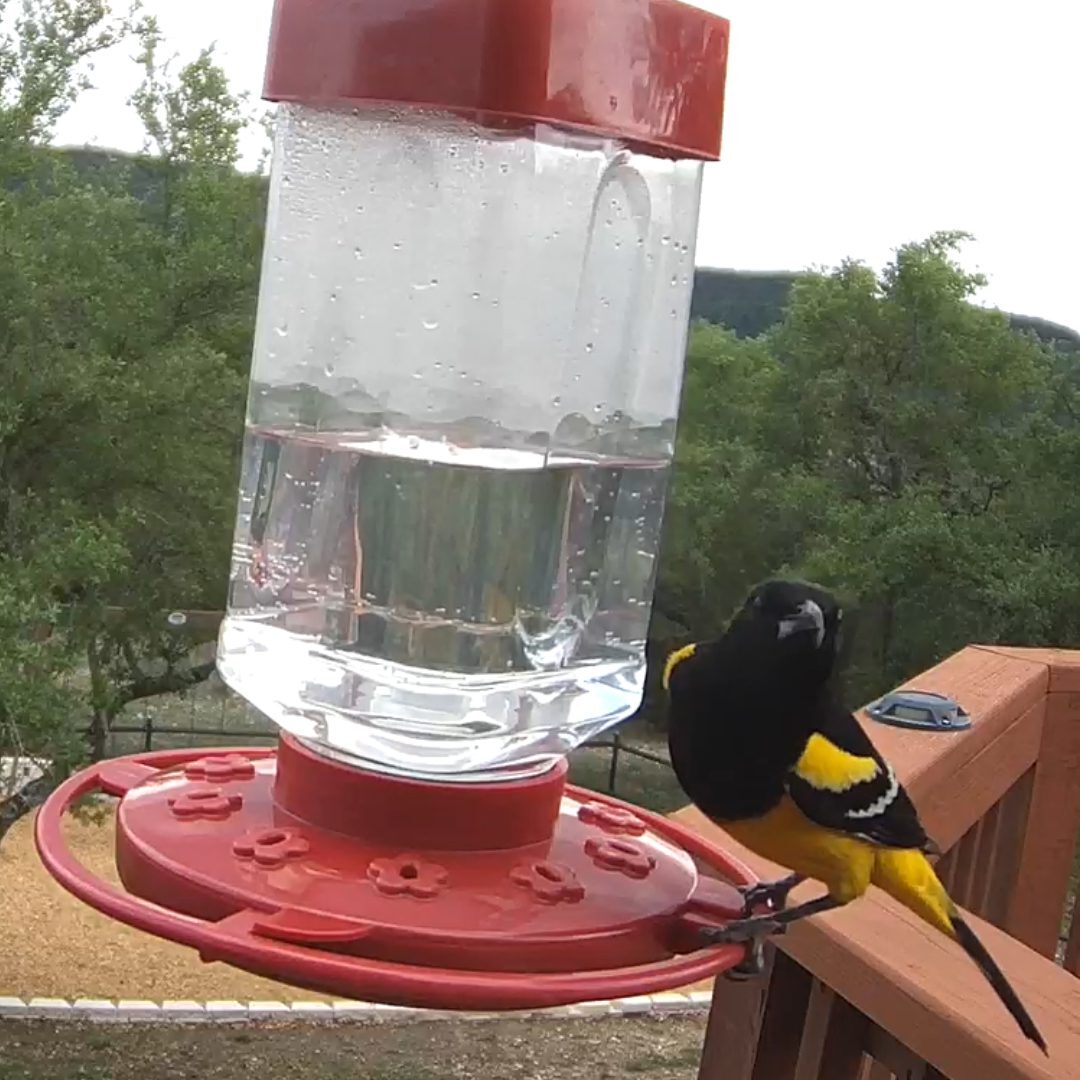 A bird is standing on the feeder and drinking water.