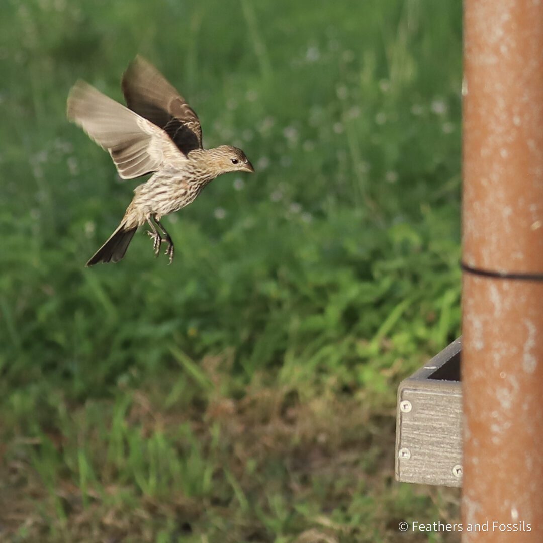 A bird flying over a wooden post near grass.