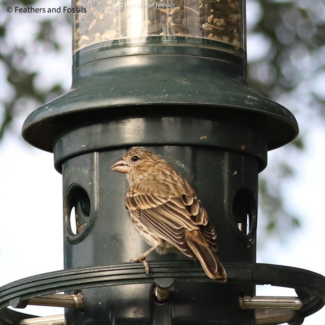 A bird sitting on top of a green feeder.