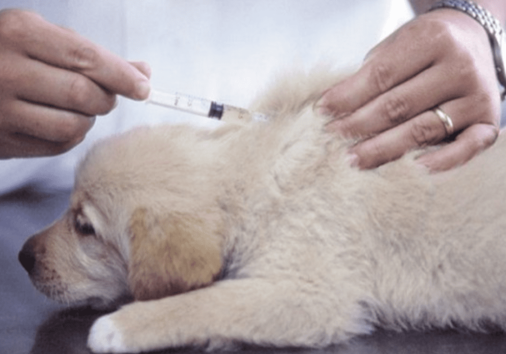 A dog being vaccinated by a vet.