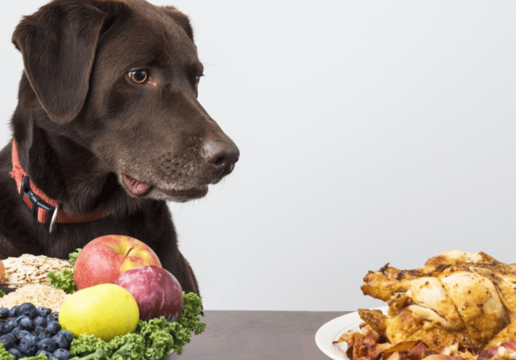 A dog sitting in front of two plates with food.